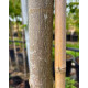 bast  Acer plat. Globosum