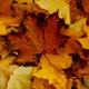 hersft blad bol esdoorn