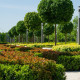 Acer plat. Globosum