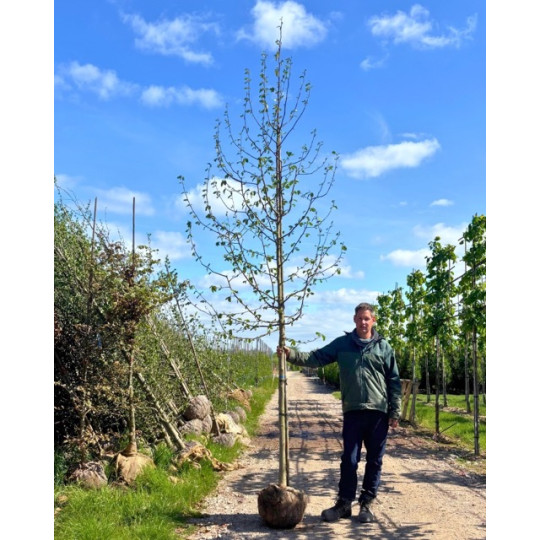 magnolia boom