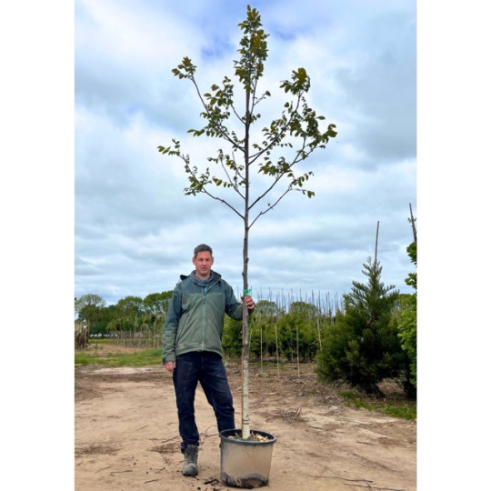 Walnotenboom (Juglans regia) kopen – Gezonde noten