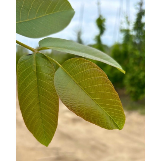 Walnotenboom (Juglans regia) kopen – Gezonde noten
