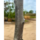 Walnotenboom (Juglans regia) kopen – Gezonde noten