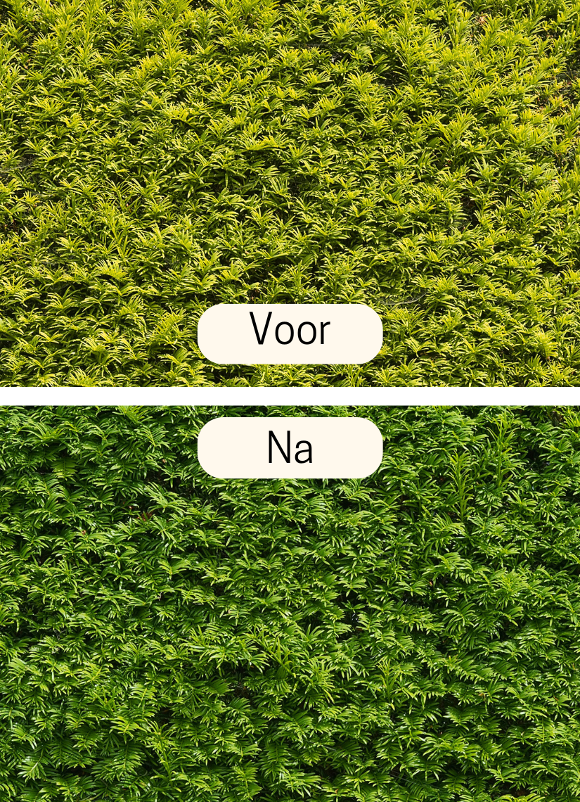 taxus dcm