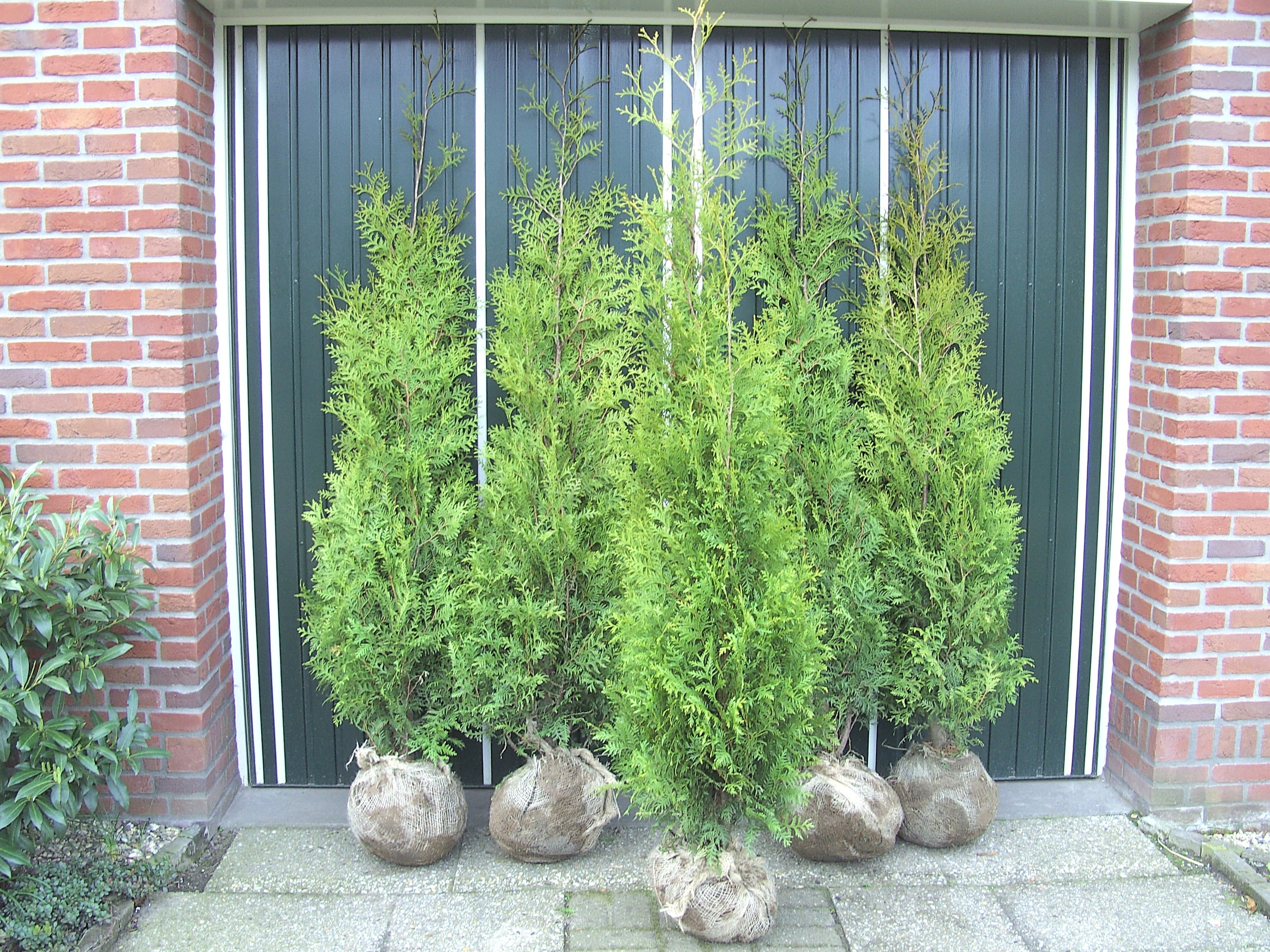 thuja brabant