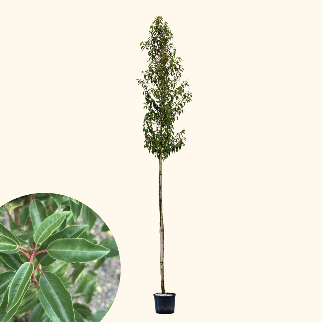 Prunus lusitanica angustifolia