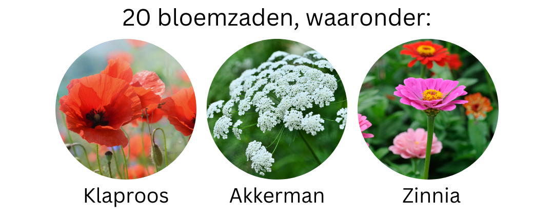 dcm bloemenmengsel lieveheerstbeestjes