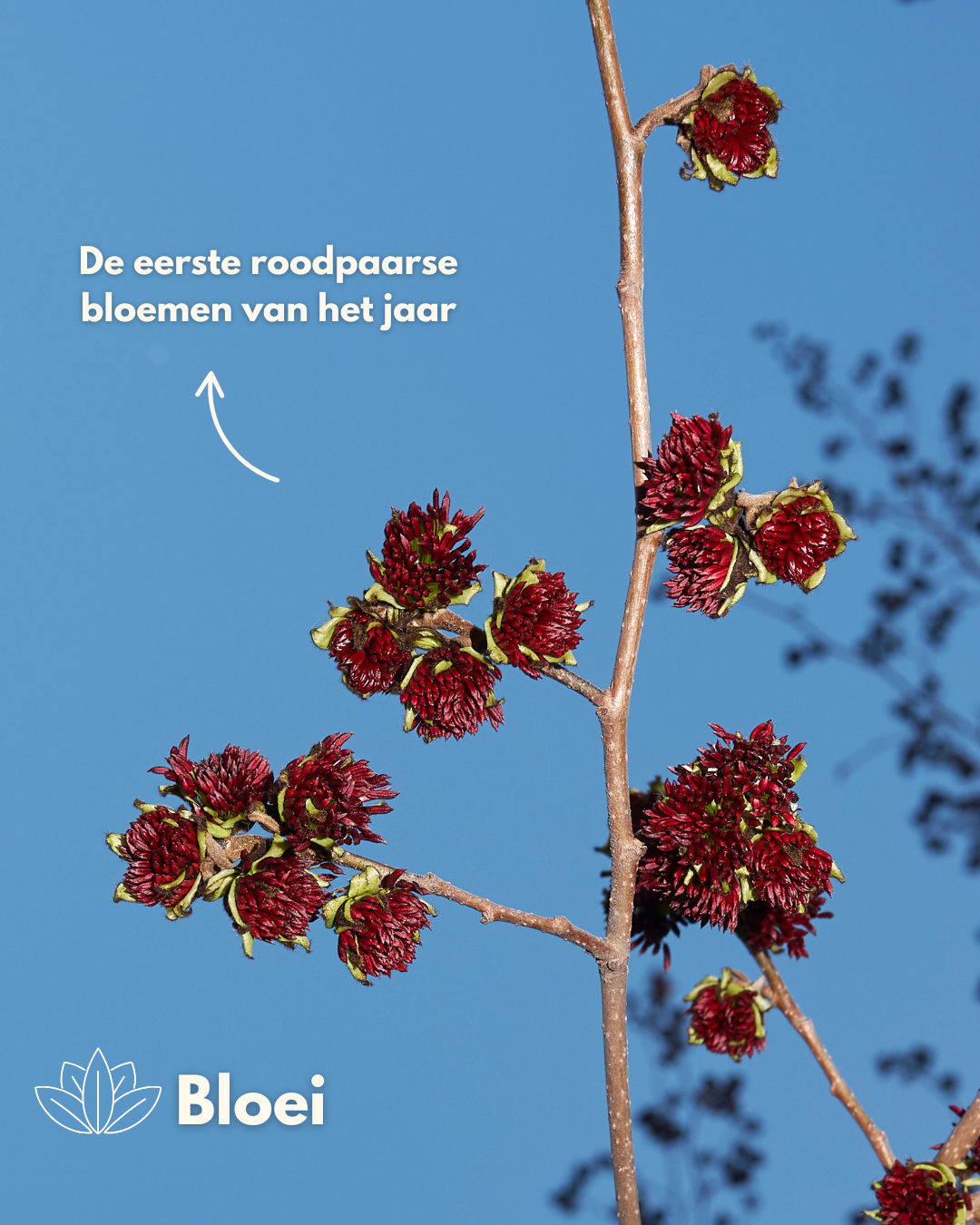 besjes van perzisch ijzerhout vanessa