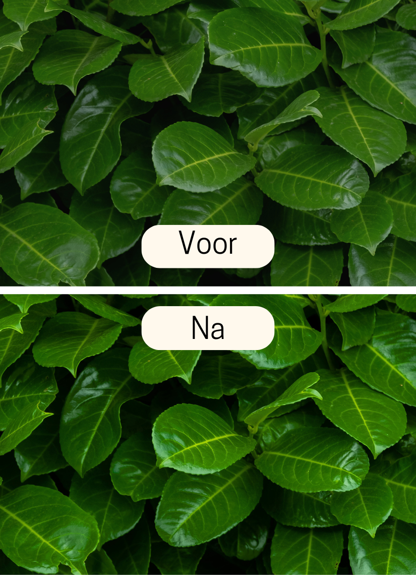 laurier bemesten