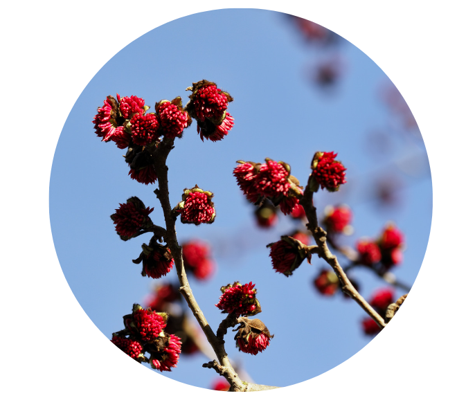 bloemen van perzisch ijzerhout