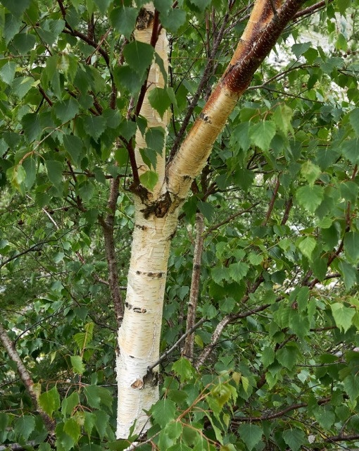 ruwe berk als snelle groeier