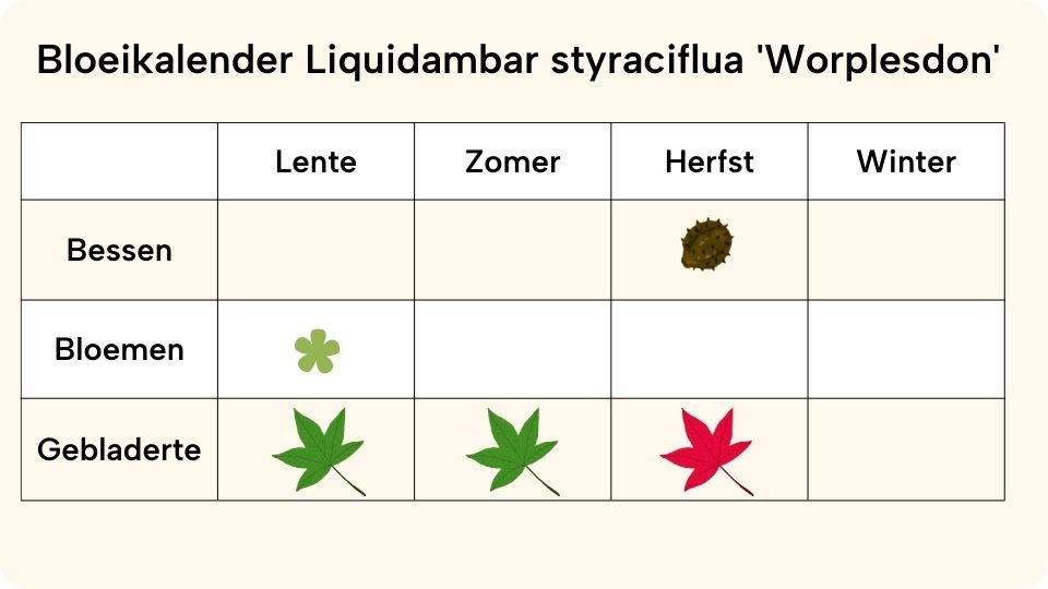 Liquidambar styraciflua 'Worplesdon'