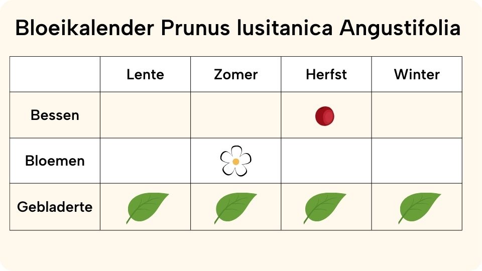 Prunus lusitanica Angustifolia bloeikalendar