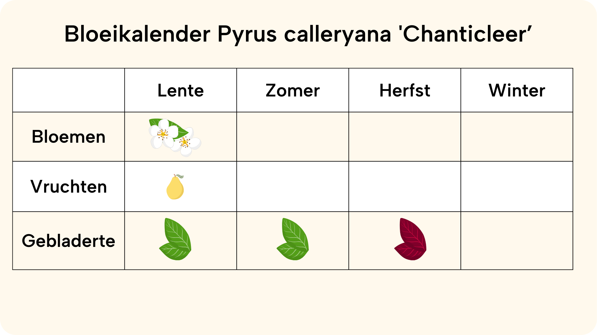 Pyrus calleryana 'Chanticleer’