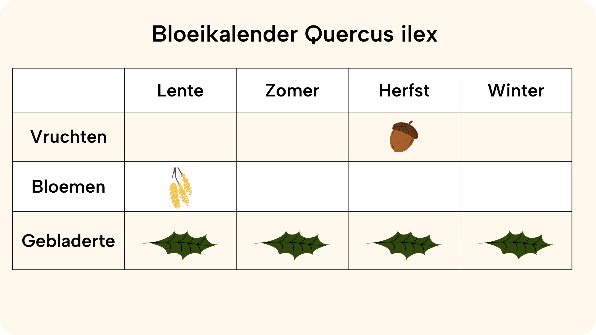 Quercus ilex