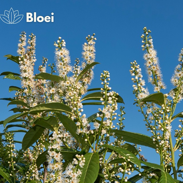 bloesem laurierkers