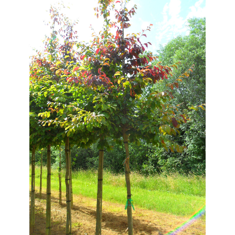 perzisch ijzerhout