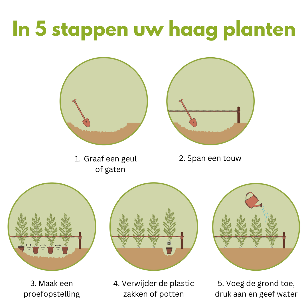 plantadvies hagen; hoe moet je je haag planten