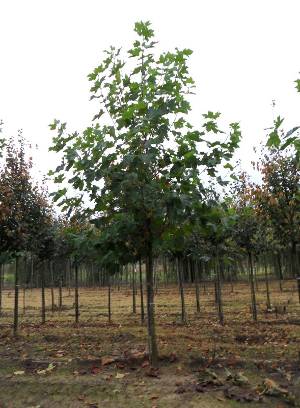 snelgroeiende boom