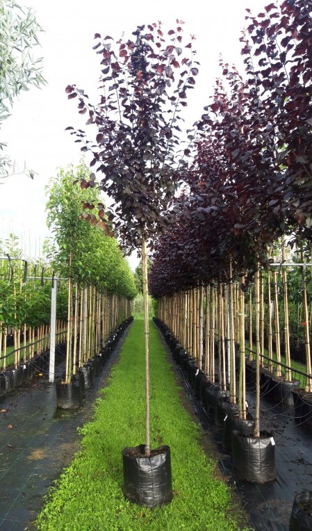 sierpruim als snelgroeiende boom
