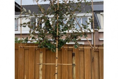 Bomen voor kustgebieden: de zeebries en de zoute lucht