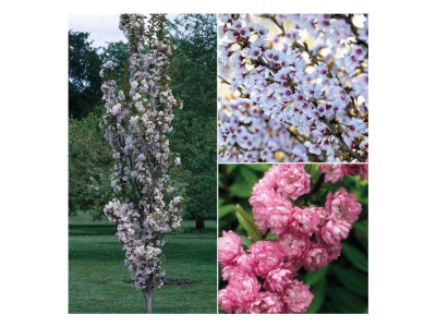 Winterharde bomen: De perfecte keuze voor elk seizoen