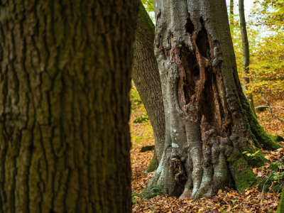 Bomen en ziektes: herkenning en bestrijding