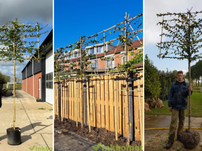 Verschil tussen de Carpinus betulus, ‘Lucas’ en 'Fastigiata'