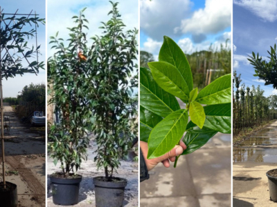 Welke laurierkers past bij uw tuin? Ontdek de verschillen tussen soorten én vorm