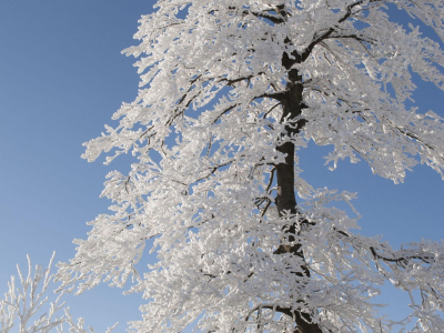 Wat gebeurt er met een boom in de winter?