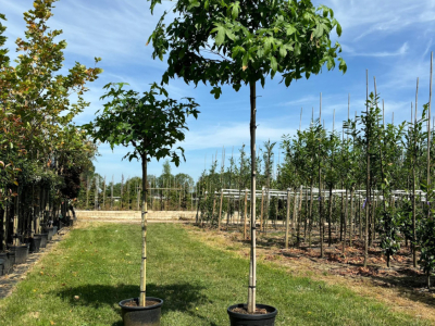 Top 10 mooiste bomen voor in de tuin