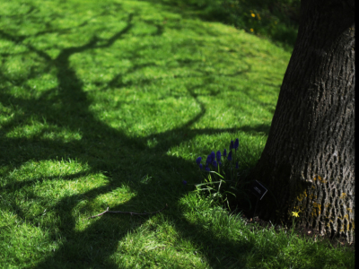 Top 5 bomen voor schaduwrijke tuinen
