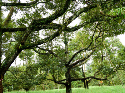 De beste bomen voor kleigrond: welke soorten doen het goed?